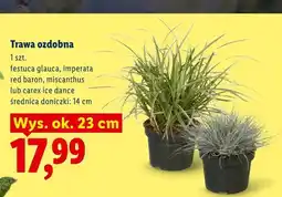 Lidl Trawa ozdobna Festuca Glauca wys. ok. 23 cm oferta