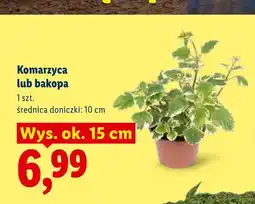 Lidl Komarzyca wys. ok. 15 cm oferta