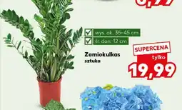 Kaufland Zamiokulkas sztuka oferta