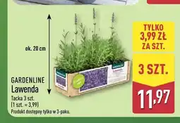ALDI Lawenda Gardenline 3-pak oferta