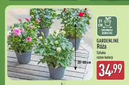 ALDI Róża w doniczce Gardenline oferta