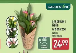 ALDI Kalia w doniczce Gardenline oferta