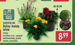 ALDI Byliny i kwiaty letnie Gardenline oferta