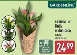 ALDI GARDENLINE Kalia w doniczce oferta