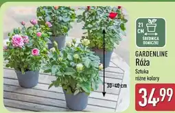 ALDI GARDENLINE Róża oferta