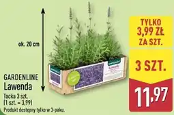 ALDI GARDENLINE Lawenda oferta