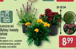 ALDI GARDENLINE Byliny i kwiaty letnie oferta