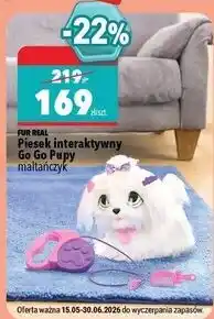Biedronka Piesek go pupy Furreal Friends oferta