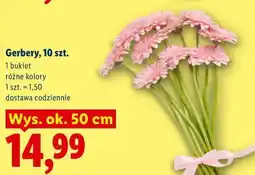 Lidl Gerbery, 10 szt oferta