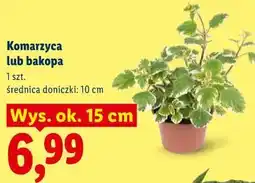 Lidl Komarzyca lub bakopa oferta