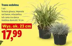 Lidl Trawa ozdobna oferta