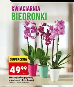 Biedronka Storczyk dwupędowy w osłonce plastikowej oferta