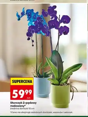 Biedronka Storczyk 2-pędowy malowany oferta