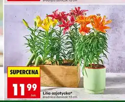 Biedronka Lilia azjatycka oferta
