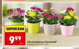 Biedronka Chryzantema Carnaval oferta