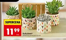 Biedronka Sukulent oferta