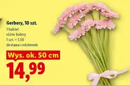 Lidl Gerbery 10 szt oferta