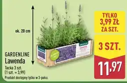 ALDI GARDENLINE Lawenda oferta
