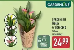 ALDI GARDENLINE oferta