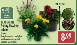 ALDI Gardenline Byliny i kwiaty letnie oferta