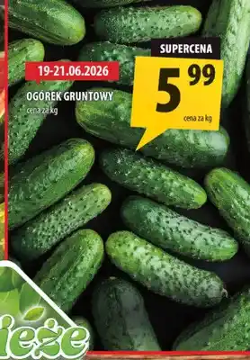 Arhelan Ogórek gruntowy oferta