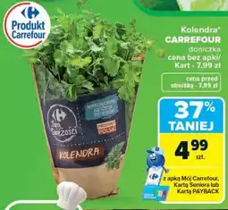 Carrefour Kolendra CARREFOUR doniczka oferta