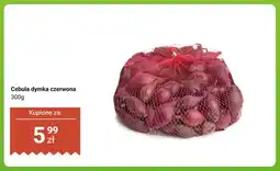 Dino Cebula dymka czerwona oferta