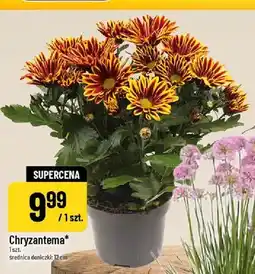 Polomarket Chryzantema oferta
