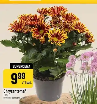 Polomarket Chryzantema oferta