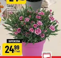 Polomarket Goździk Pink Kisses w doniczce oferta