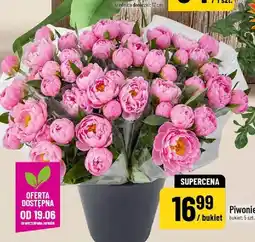 Polomarket Piwonie bukiet 5-pak oferta