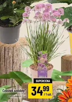 Polomarket Czosnek ozdobny oferta