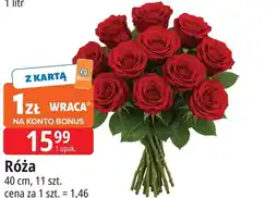 E.Leclerc Róża oferta