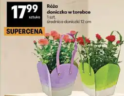 Delikatesy Centrum Róża doniczka w torebce oferta