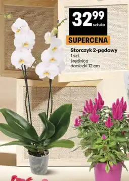 Delikatesy Centrum Storczyk 2-pędowy oferta