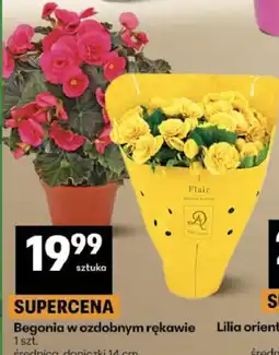 Delikatesy Centrum Begonia w ozdobnym rękawie oferta