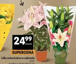 Delikatesy Centrum Lilia orientalna w rękawie oferta
