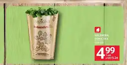 Selgros Kolendra doniczka oferta