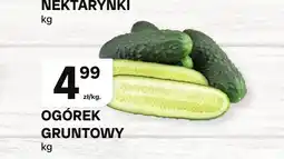 Chorten Ogórek gruntowy oferta
