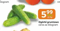 Społem Częstochowa Ogórki gruntowe oferta