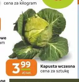 Społem Częstochowa Kapusta wczesna oferta