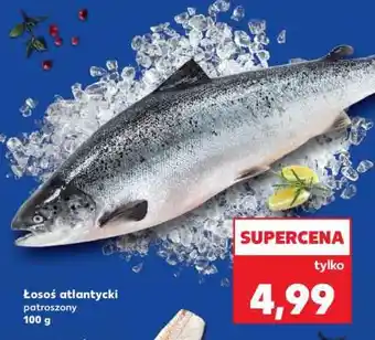 Łosoś atlantycki – patroszony