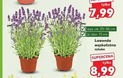 Kaufland Lawenda wąskolistna oferta