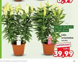 Kaufland Lilia orientalna oferta