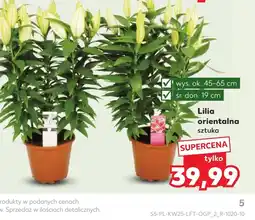 Kaufland Lilia Ok oferta