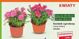 Kaufland Goździk ogrodowy oferta