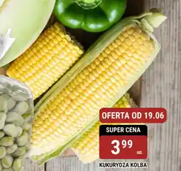 bi1 Kukurydza kolba oferta