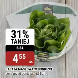 bi1 Sałata masłowa w doniczce oferta