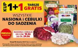 Kaufland Wszystkie Nasiona i Cebulki do sadzenia oferta