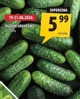 Arhelan Ogórek oferta